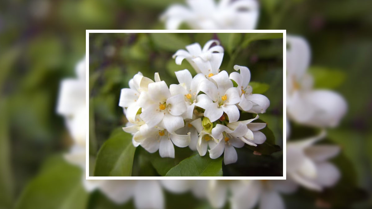 jasmine plant caring tips