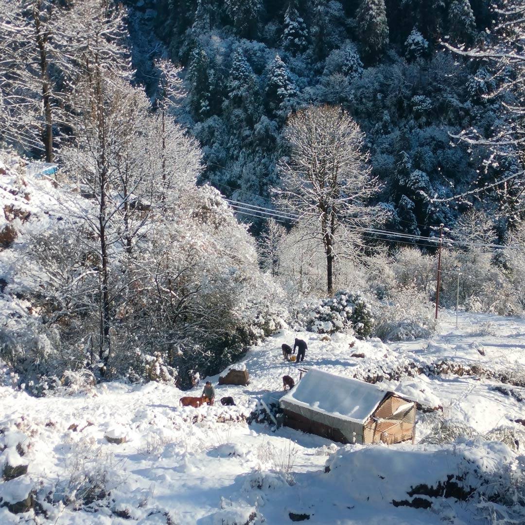 Snowfall In North Sikkim