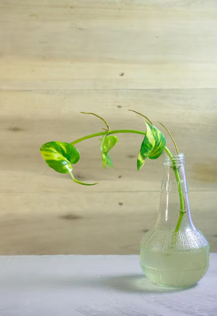 money plant in water