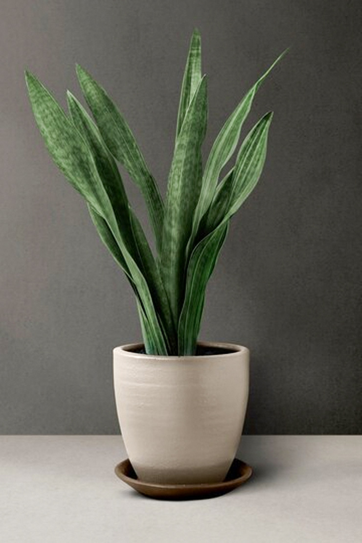 Reasons for snake plant turning yellow