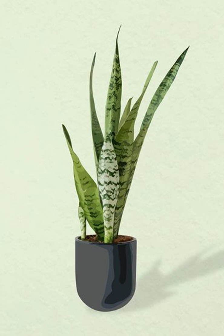 Snake plant yellow leaves causes