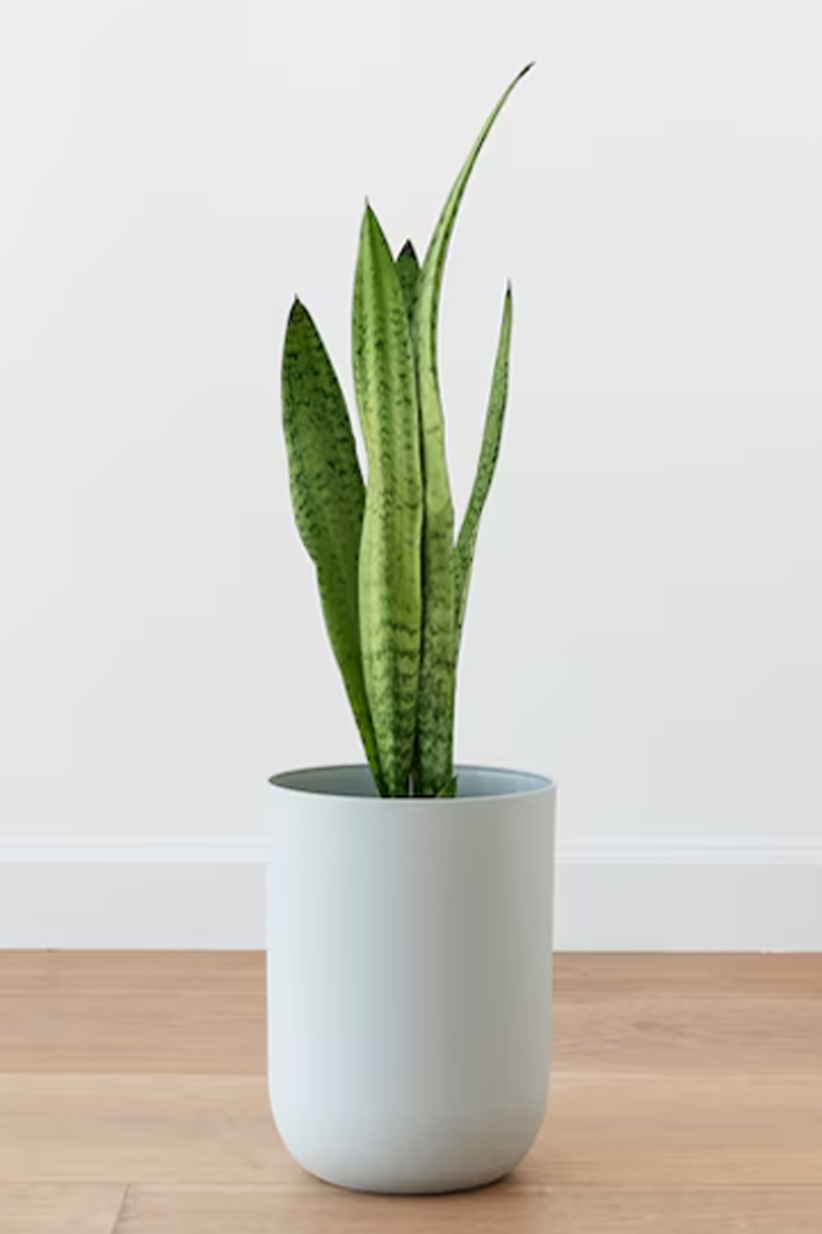 Why is my snake plant turning yellow