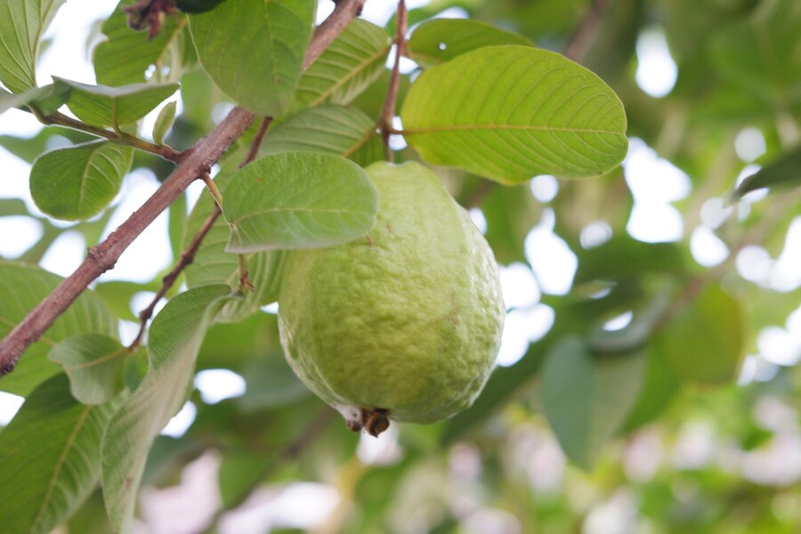 guava tree