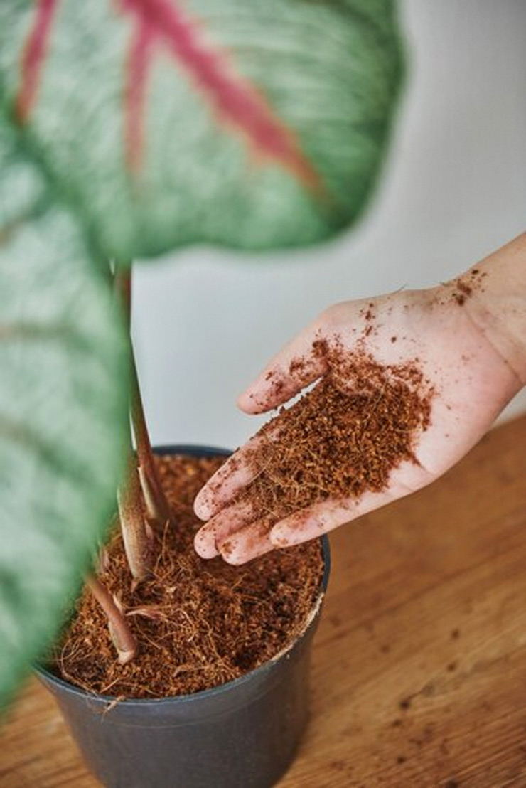 what happen when we spray aloe vera water on plants