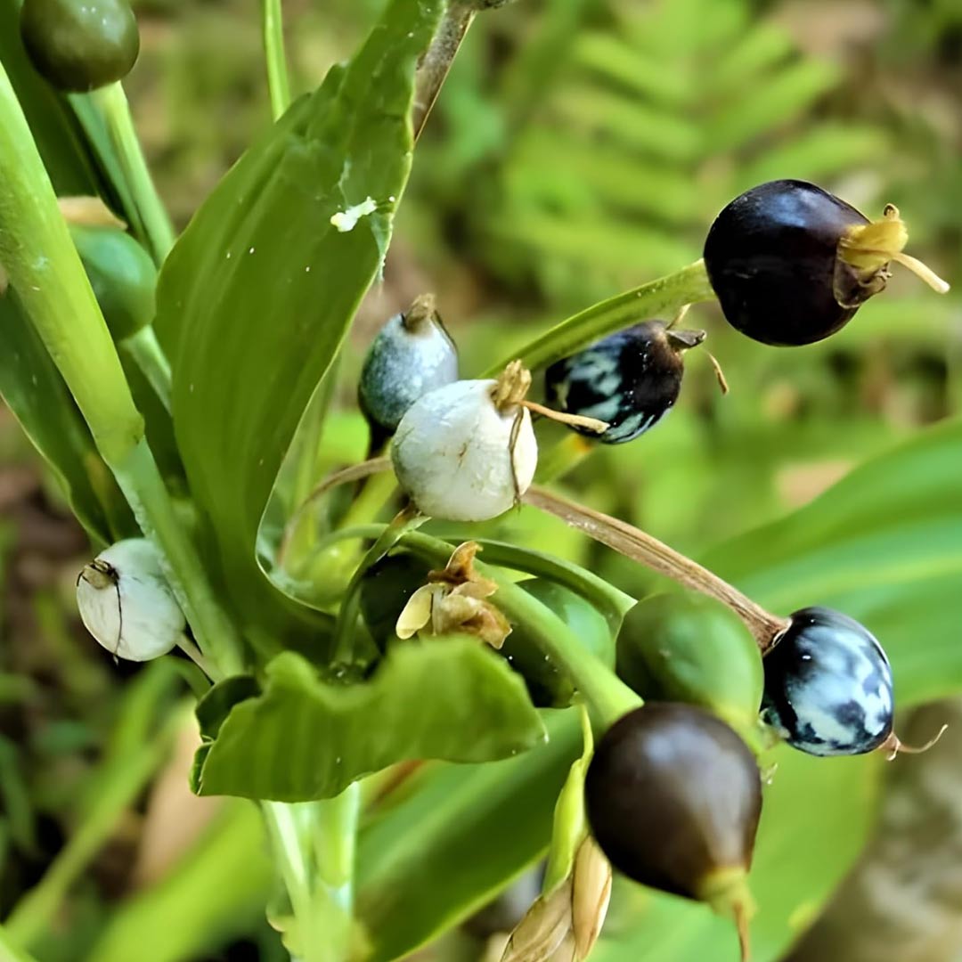 how to grow vaijyanti plant