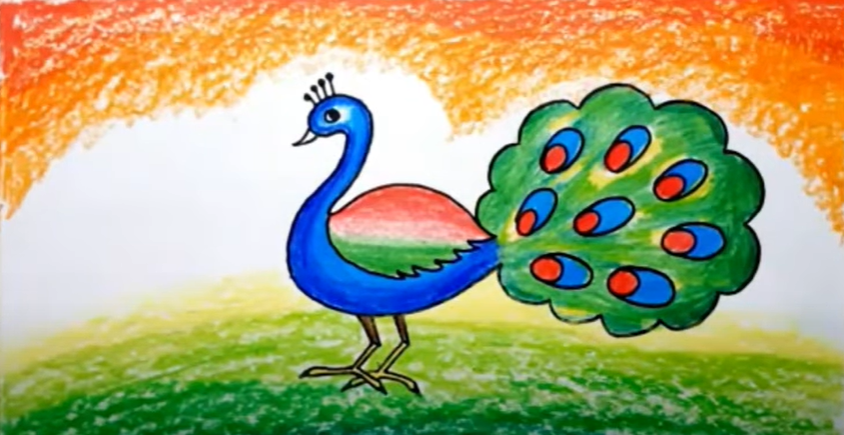 peacock drawing