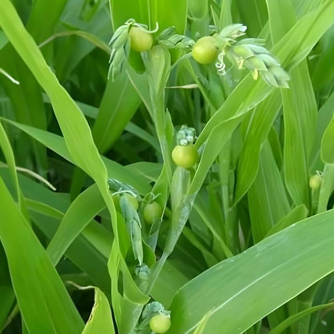 tricks to grow vaijyanti plant