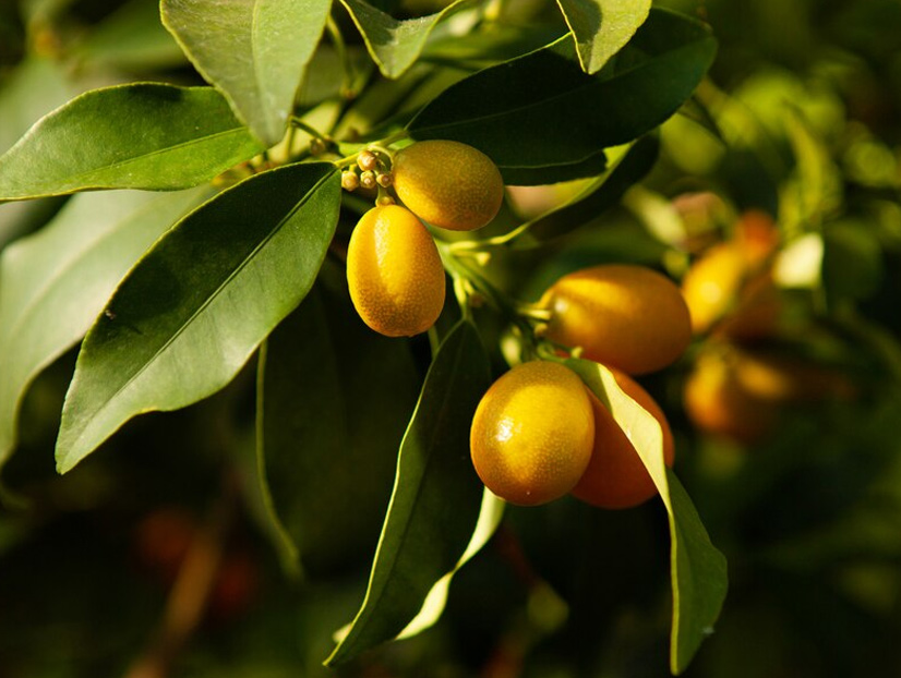 What does kumquat taste like