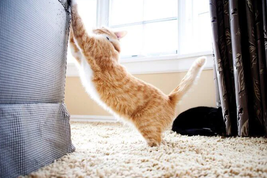 cats scratch furniture