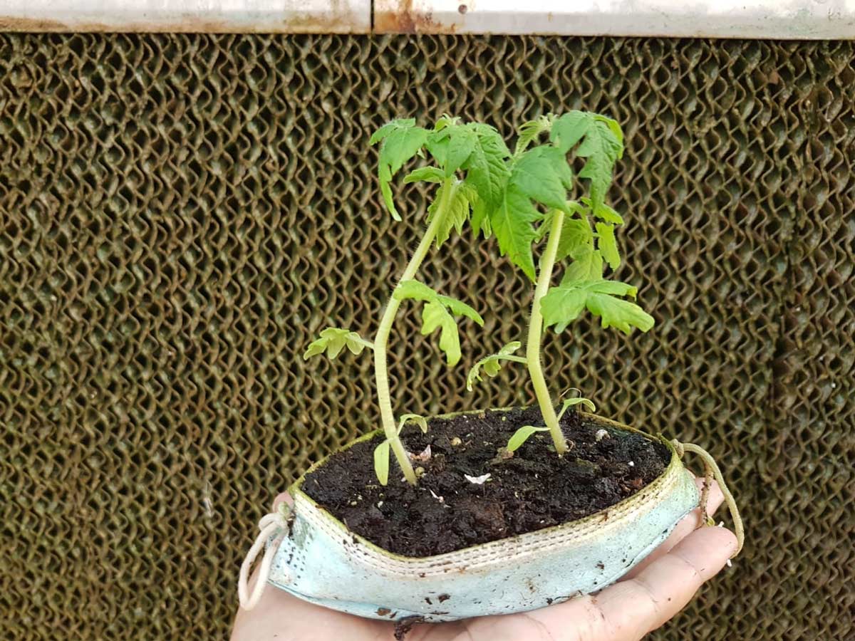 surgical mask use for seeds growing