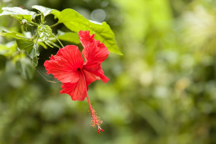alum for hibiscus plant