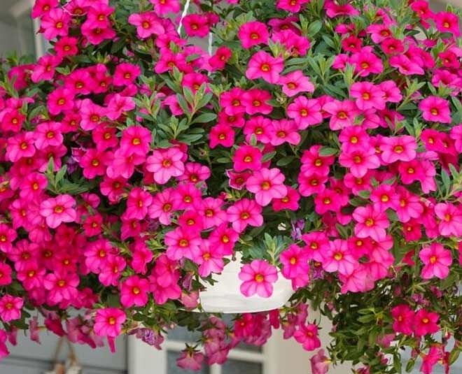 Geranium plant her zindagi