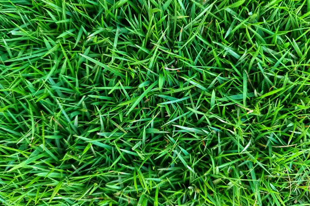 Grass