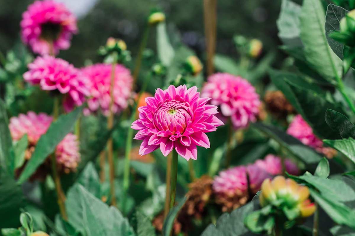 dahlia plant