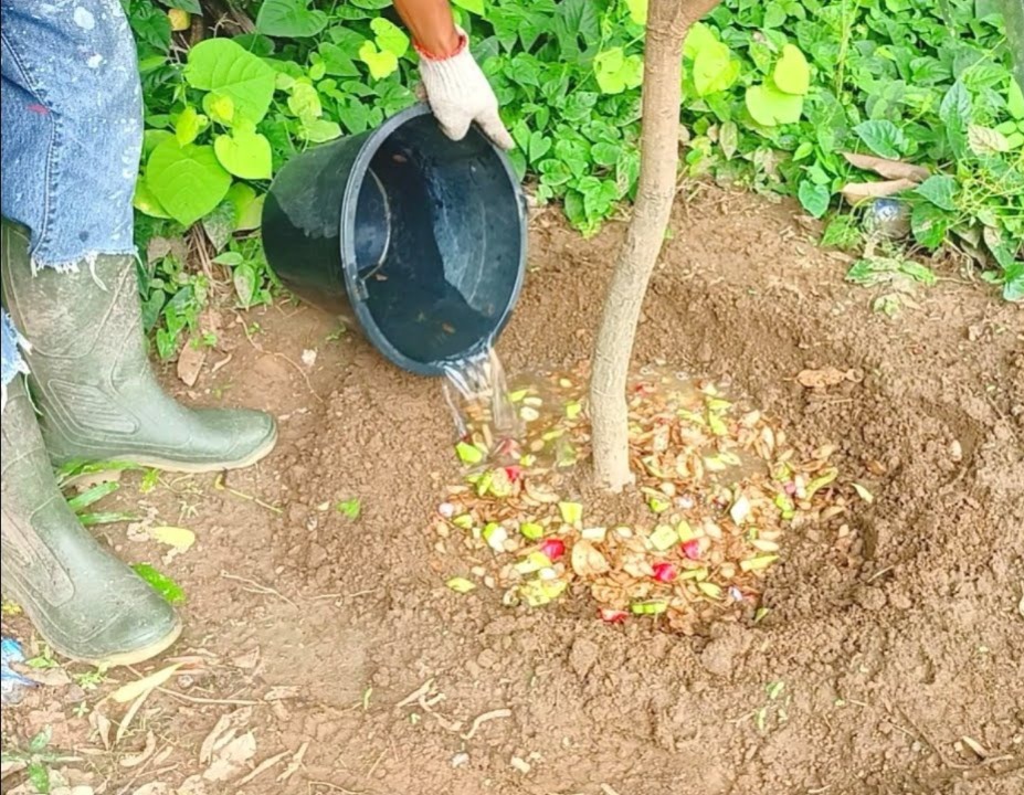 mango flowering season