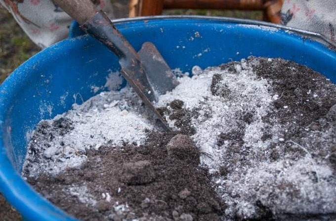 mango tree best fertilizer