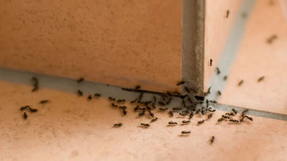 Ants significance in hindu religion