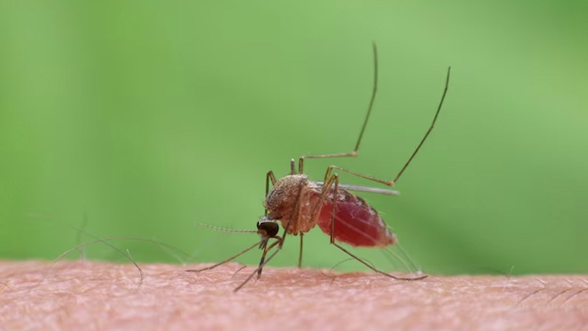 what gets rid of mosquitoes quickly