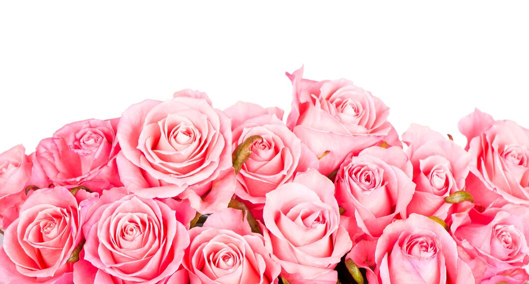 Pink Roses meaning in hindi