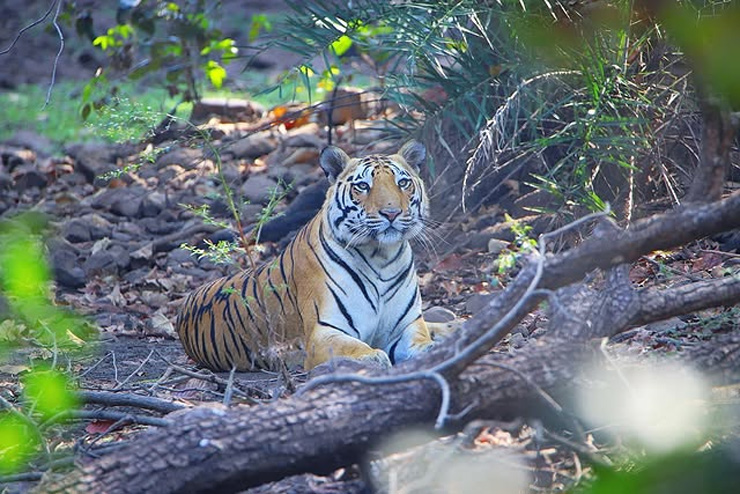 Ratapani Tiger Reserve