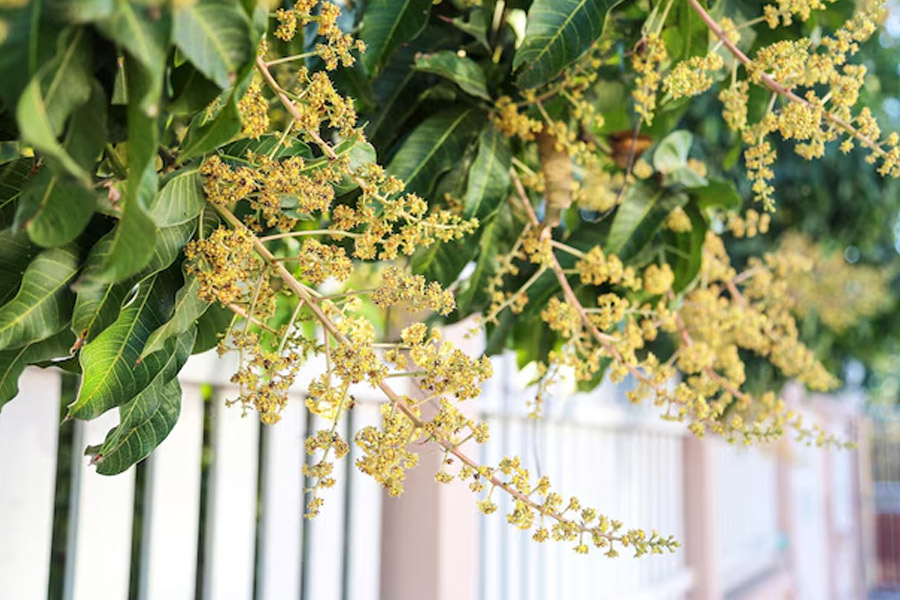flowering mango tree