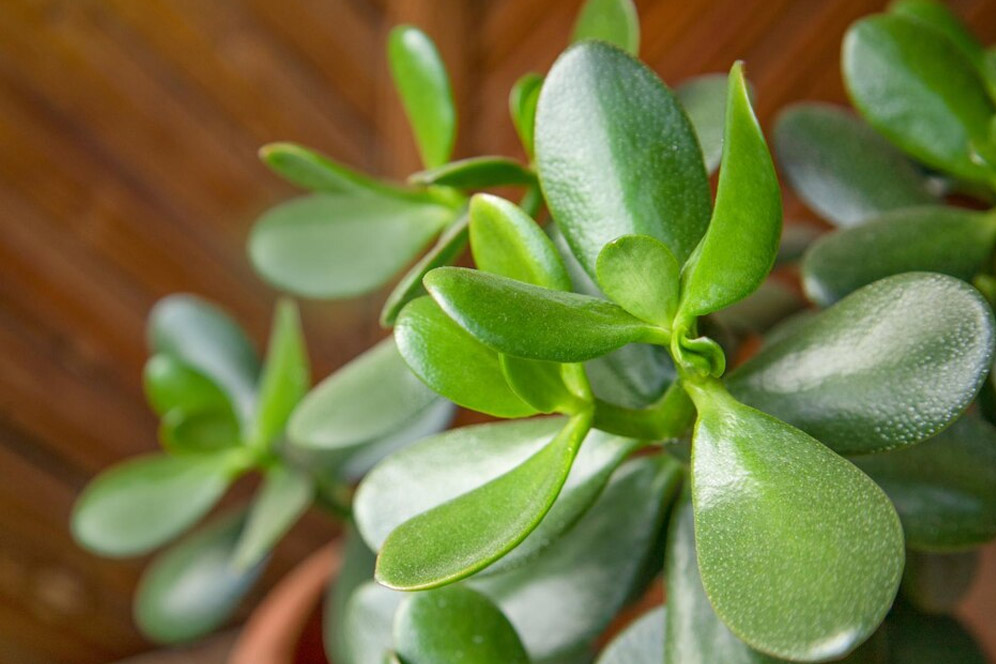 things that can be harmful for jade plant2