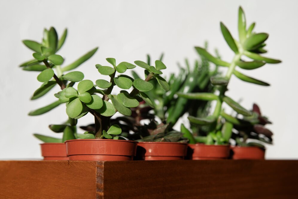 things that can be harmful for jade plant3