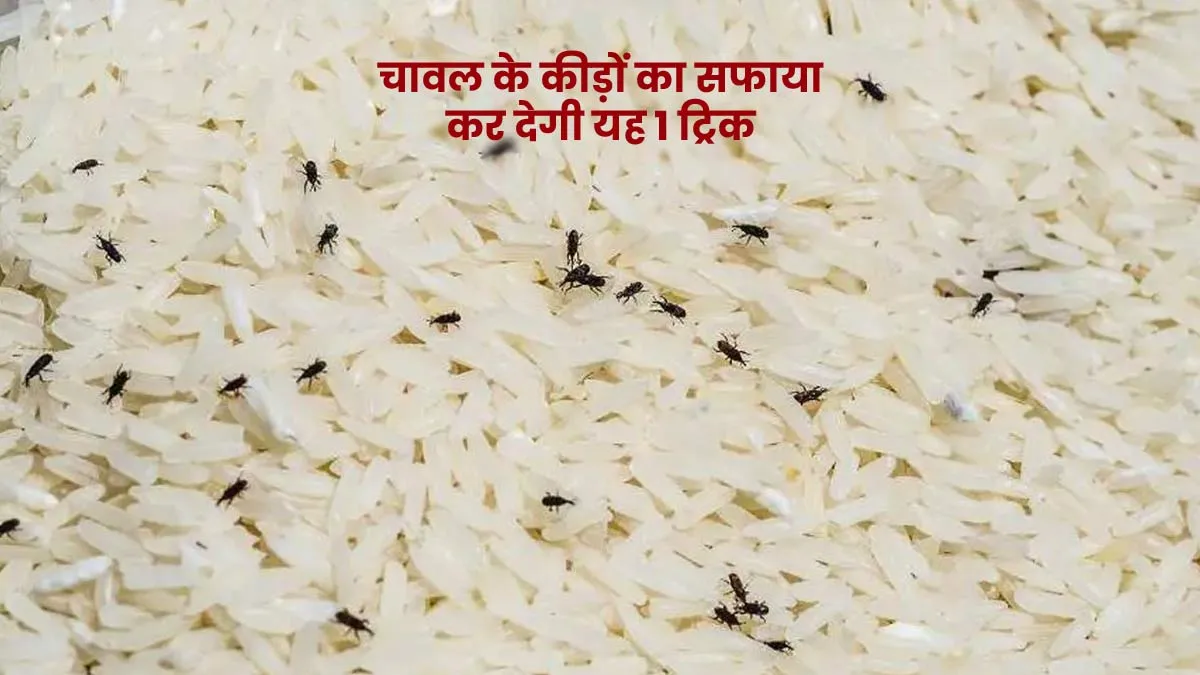 How To Clean Rice Bugs