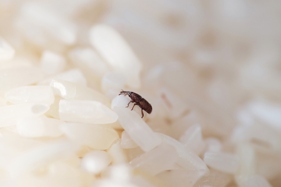 fennel for rice bugs