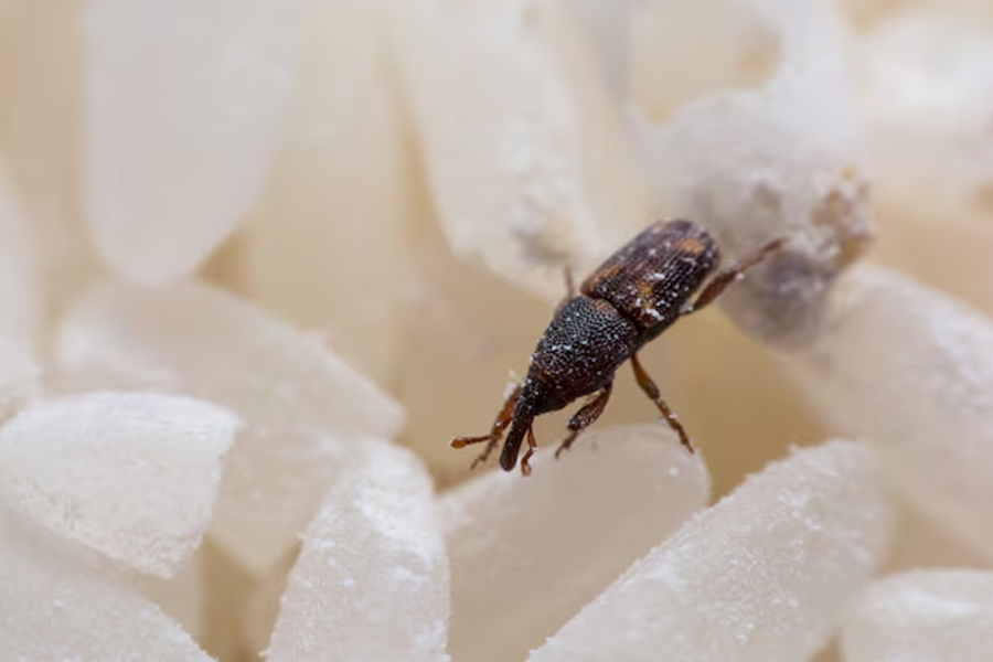 keep match sticks for rice bugs