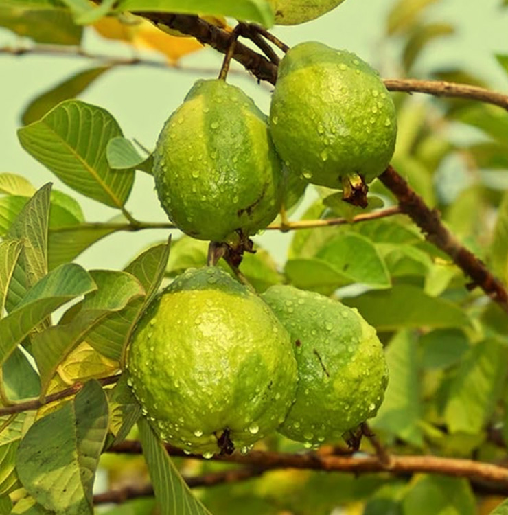 Amrud ka paudha kaise lagaye