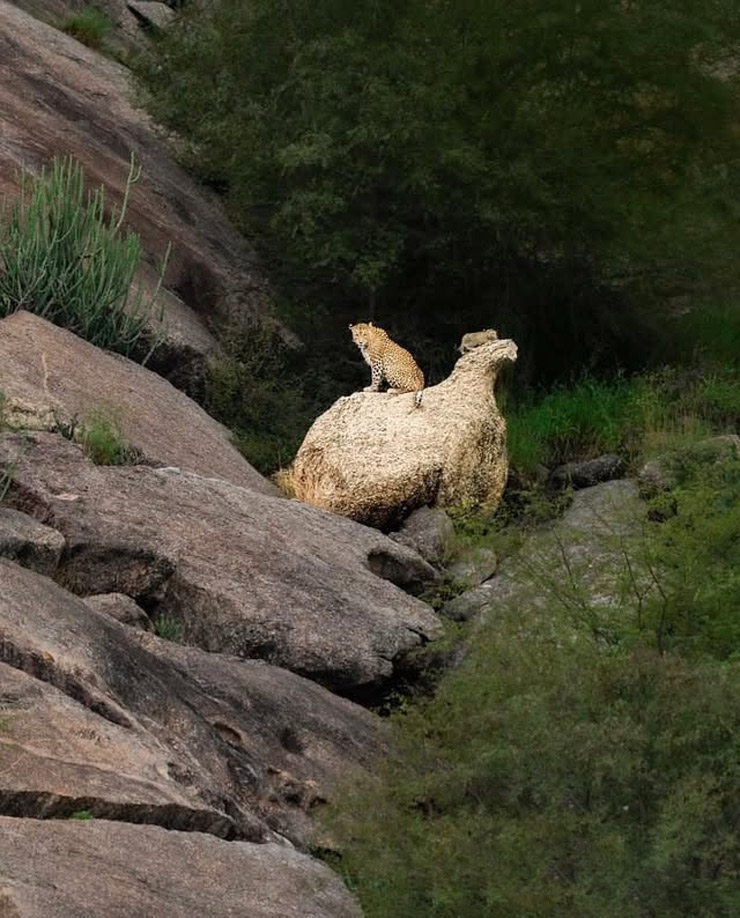 Why Jawai Village Is For Travel