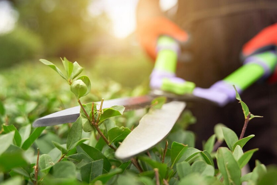 career option for people (3)