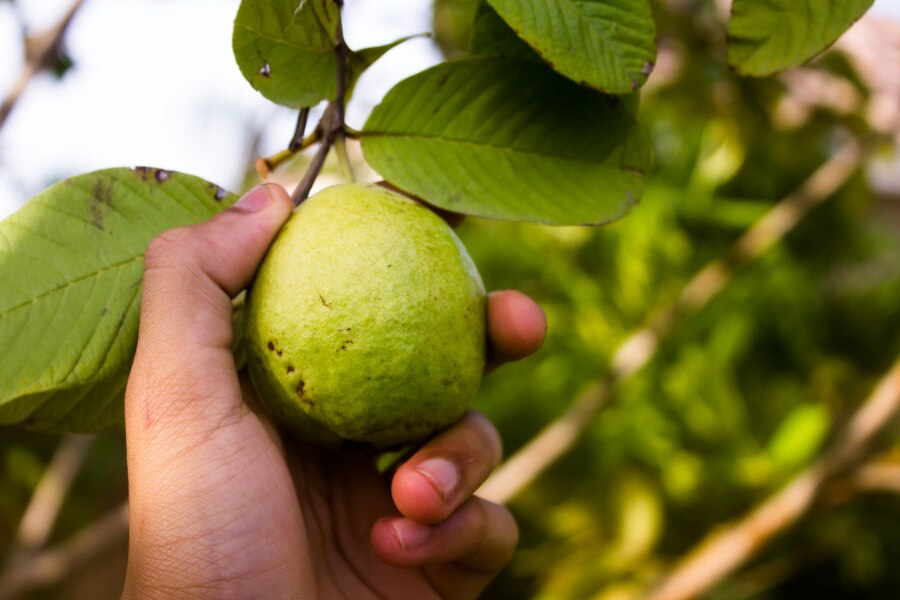 eays ways to grow guava plant