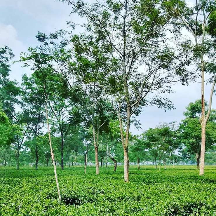 Lataguri Best Things