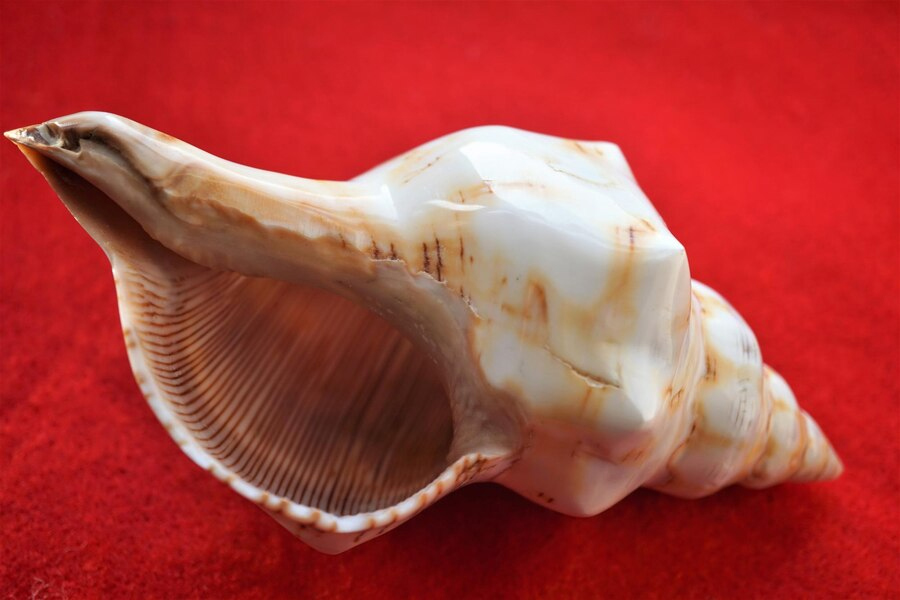 significance of shankh