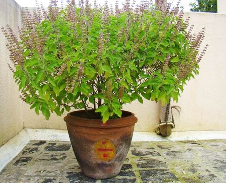 tulsi plant vastu