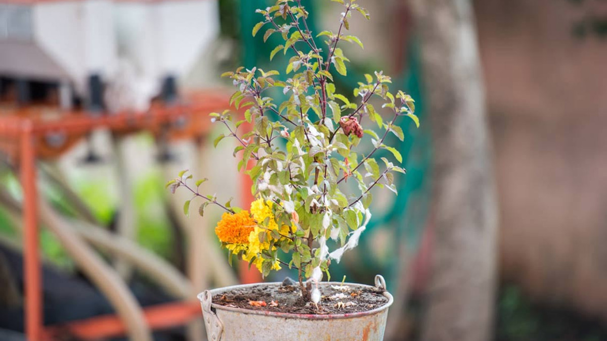 tulsi plant vastu rules