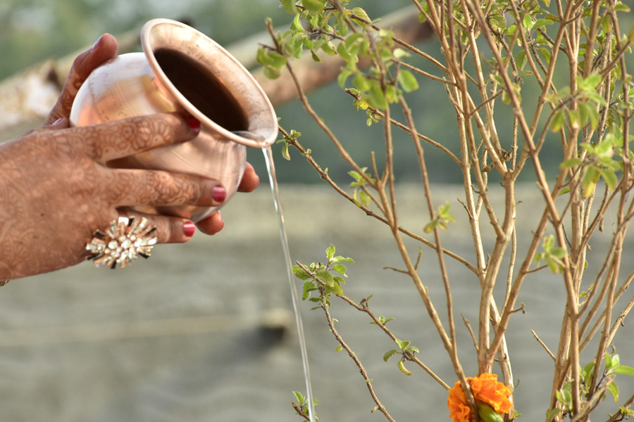 watering tulsi plant rules