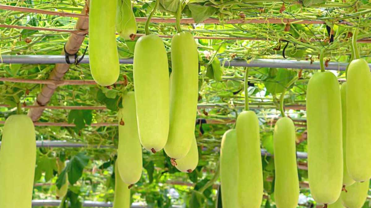 Bottle Gourd Growing tips