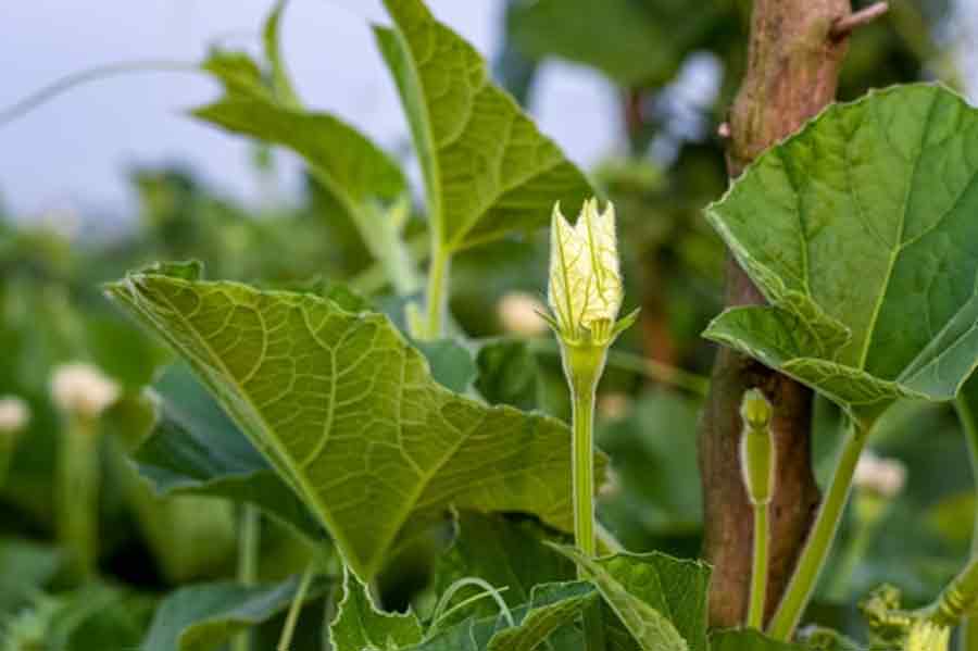 how to grow bottle gourd