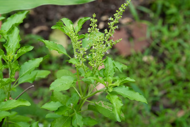 tulsi is helpful to cure dandruff