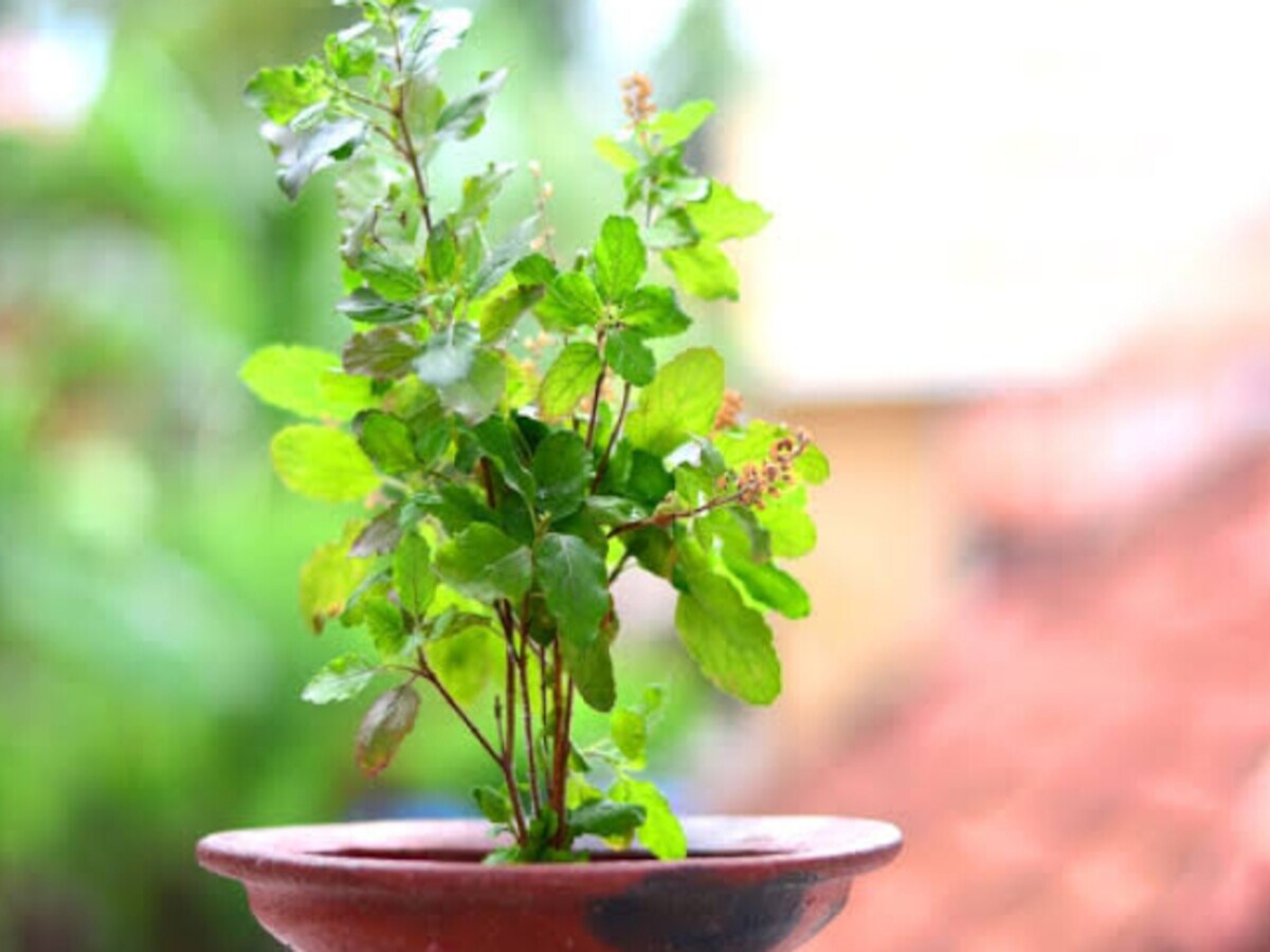 tulsi_puja_in_kartik_month_tulsi_ke_upay_1698579367
