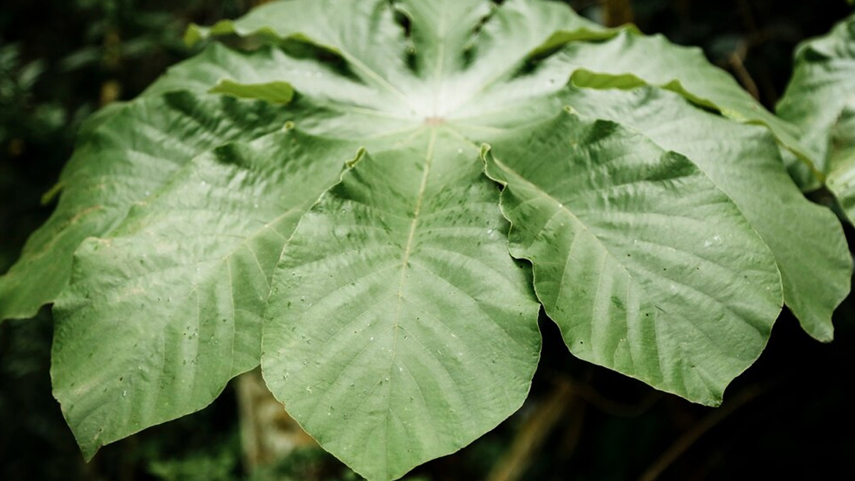 Tips to make rajasthani pathrode at home easy