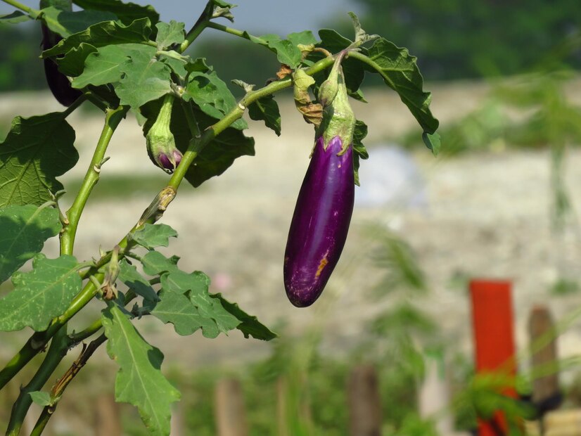 Brinjal plant care tips