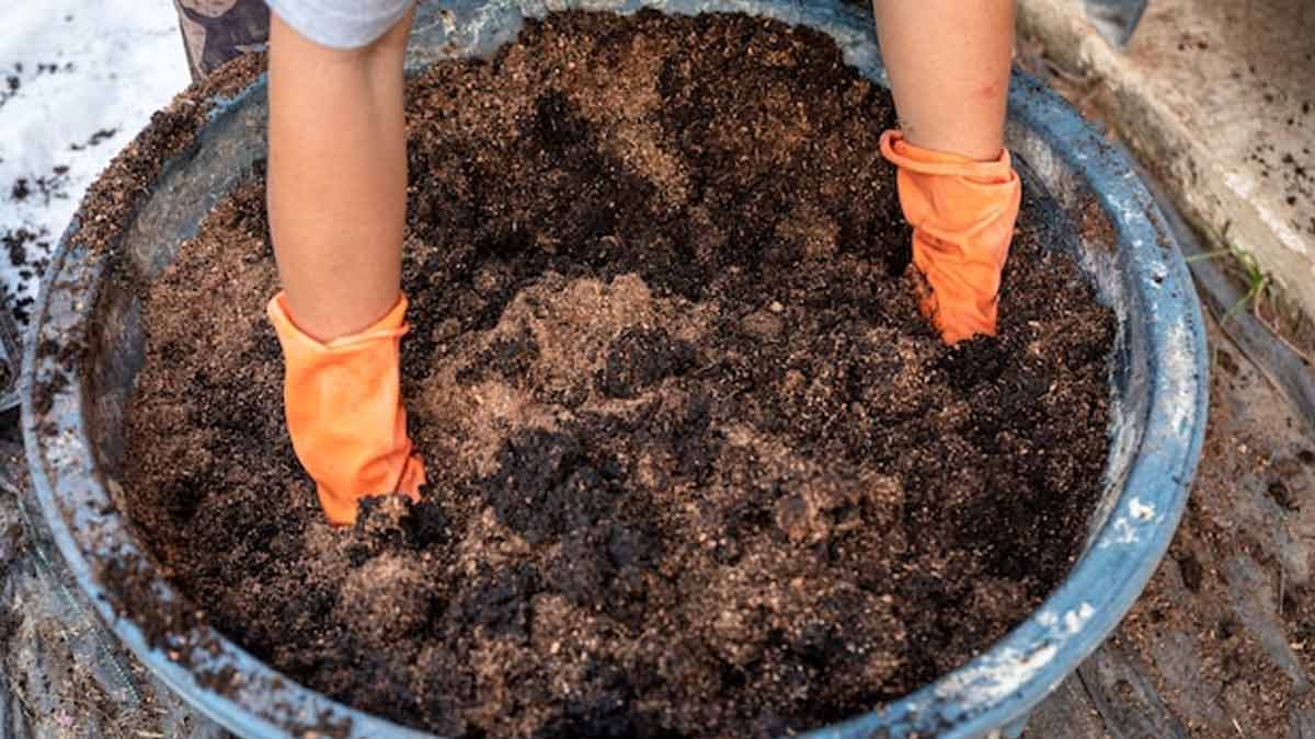 How to use cow dung manure