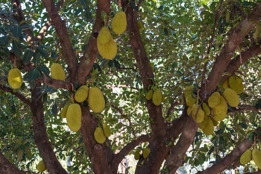 Jackfruit plants