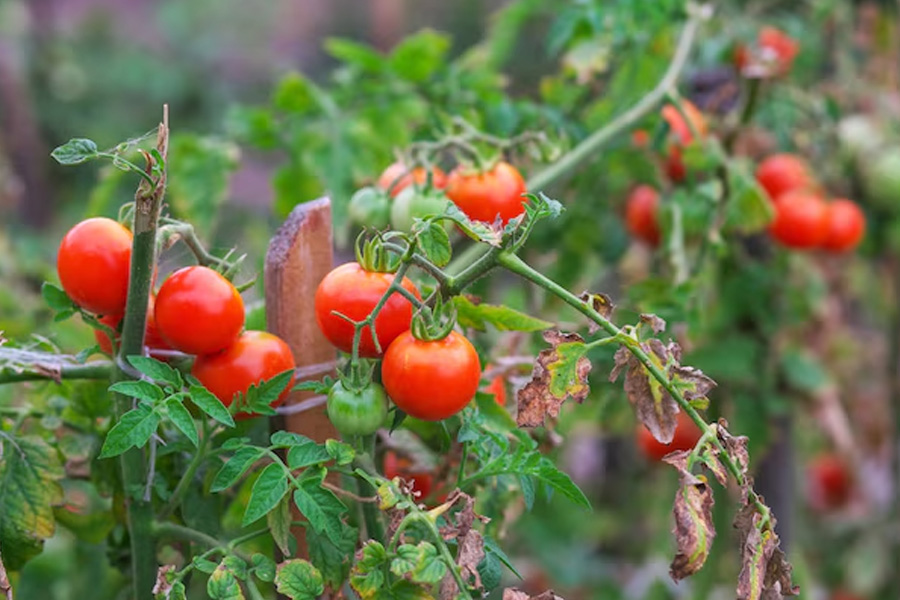 What type of cow dung manure should be applied to plants