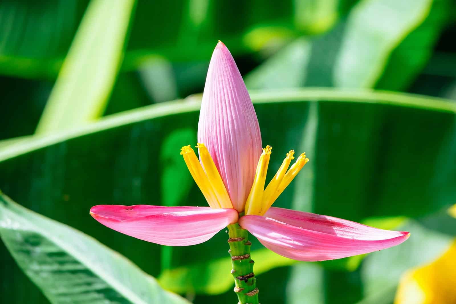 banana-flower-blossom-04