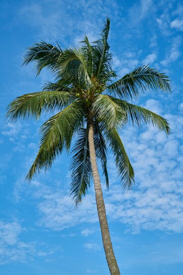 coconut tree